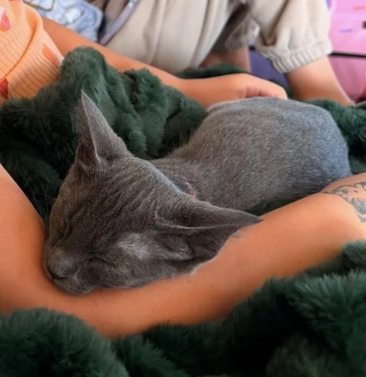 Cher thumbnail 5
