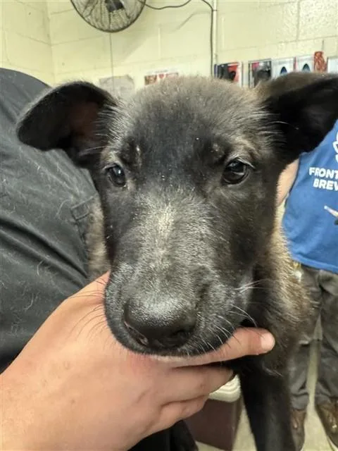 A baby small-sized female Pit Bull Terrier dog named Rainbow for adoption in Sacramento, CA