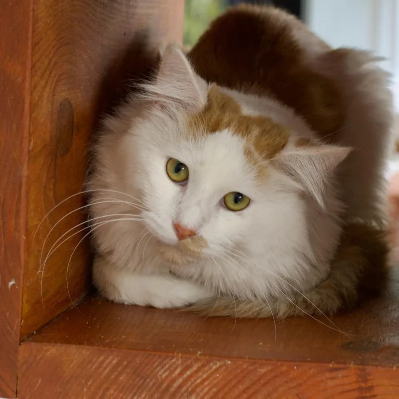 An adult large-sized male White Domestic Long Hair cat named Tajin for adoption in Deerfield, IL