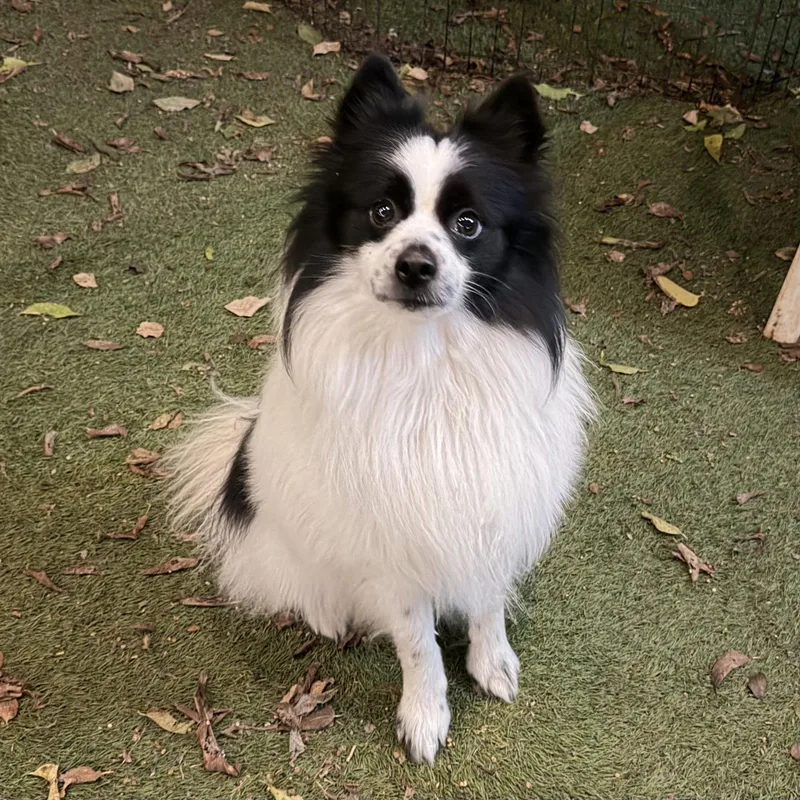 An adult small-sized male Pomeranian dog named Slinky for adoption in Garland, TX