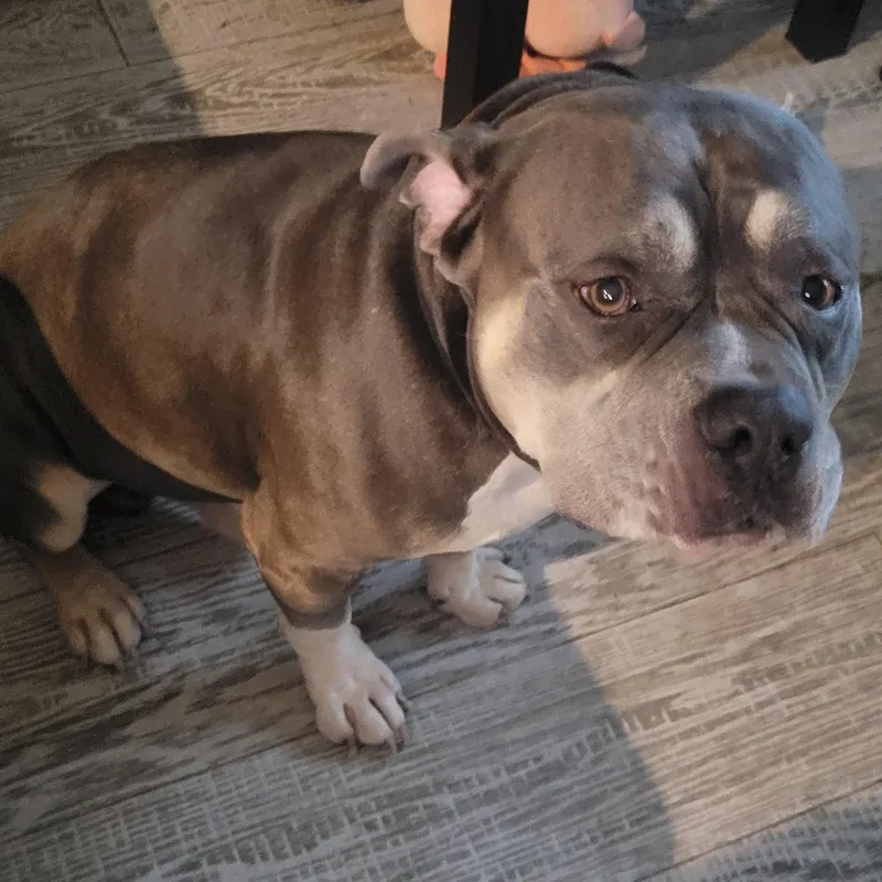 An adult medium-sized male Gray / Blue / Silver American Staffordshire Terrier dog named Diesel for adoption in Fort Myers, FL