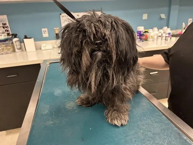 An adult small-sized male Lhasa Apso dog named Harry Styles for adoption in Garland, TX