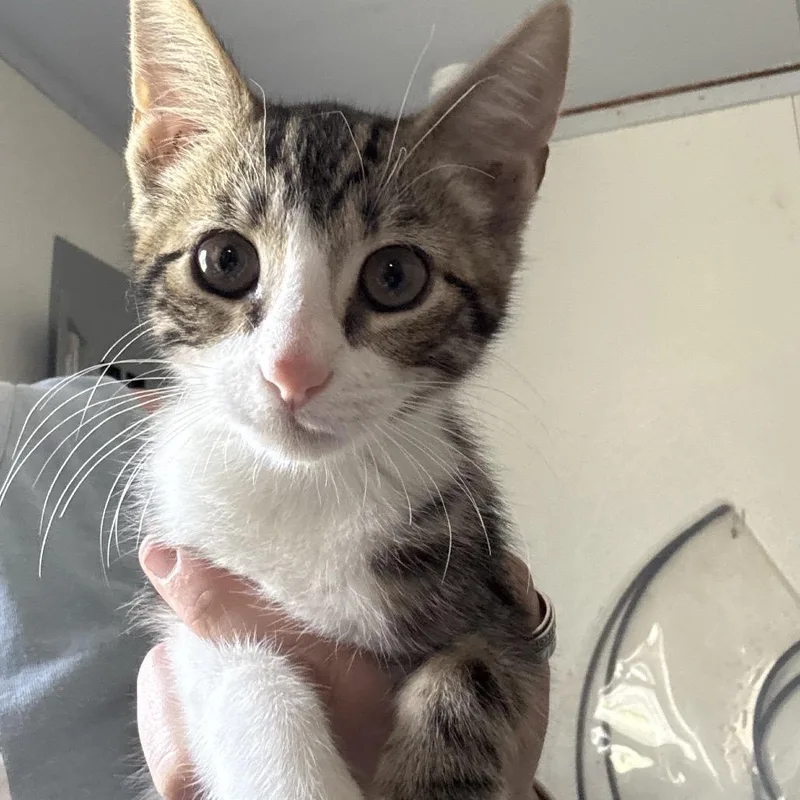 A baby small-sized male Brown / Chocolate Domestic Short Hair cat named Reese for adoption in Hattiesburg, MS