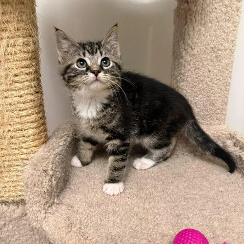 A baby small-sized male Tabby (Brown / Chocolate) Domestic Short Hair cat named Cronut for adoption in Toms River, NJ