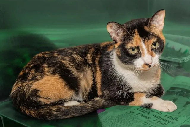 A young medium-sized female Domestic Short Hair cat named Cali for adoption in Cookeville, TN
