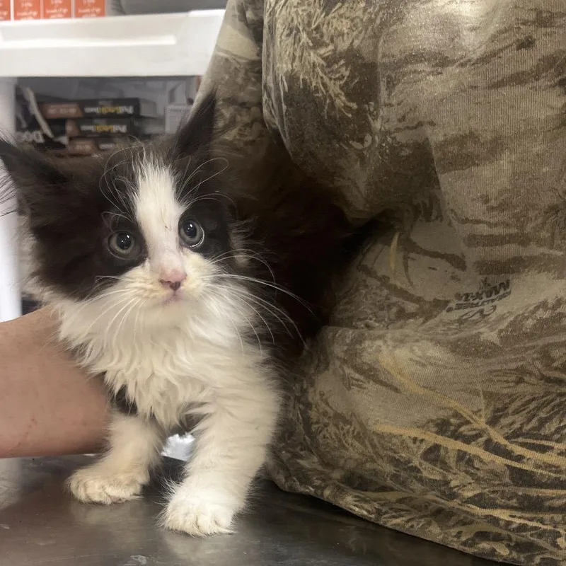 A baby small-sized female Black Domestic Long Hair cat named Bonnie for adoption in Clanton, AL