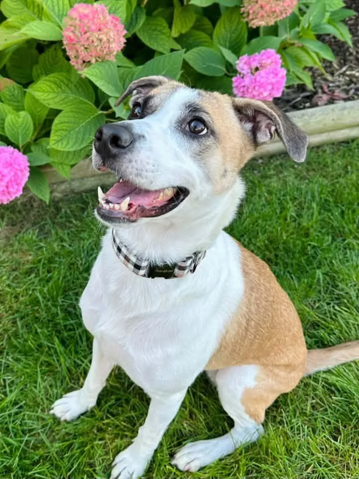 An adult medium-sized female Shepherd dog named Destiny Rae for adoption in Racine, WI