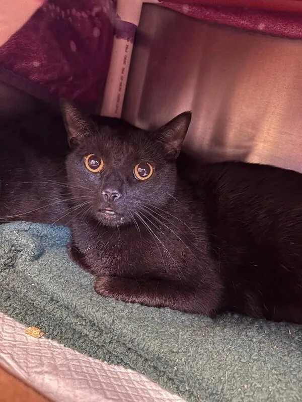 An adult medium-sized male Black Domestic Short Hair cat named Johnny Cash for adoption in Cincinnati, OH