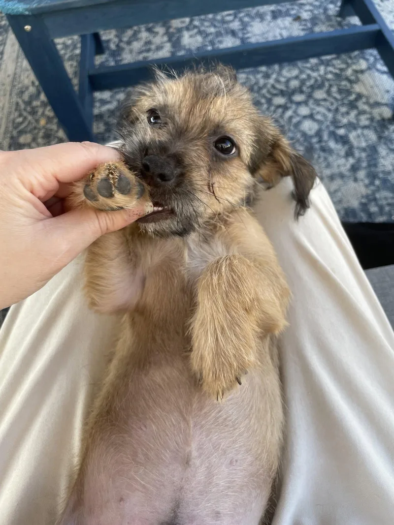 Benji thumbnail 3