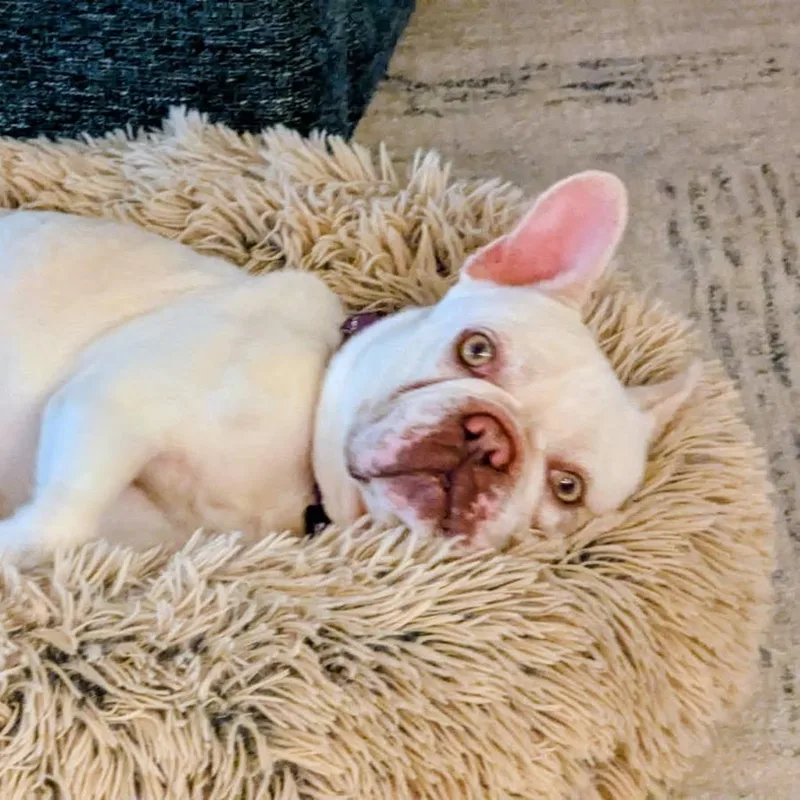An adult small-sized female White / Cream French Bulldog dog named Tessa for adoption in Bradenton, FL