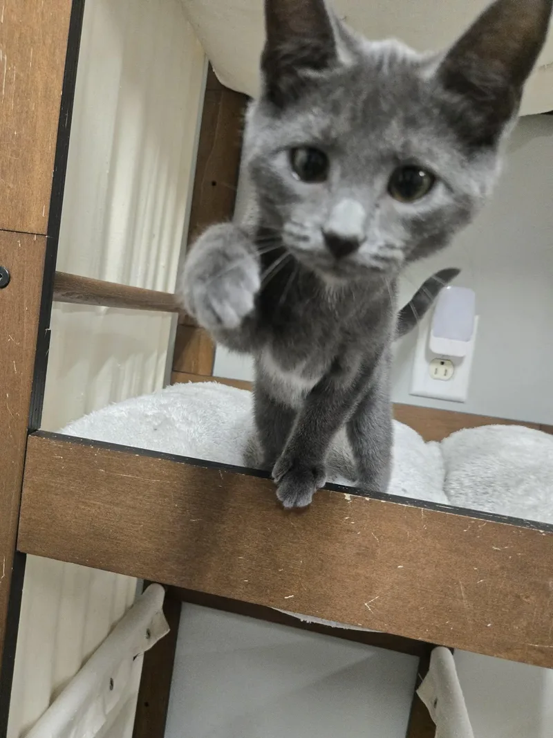 A young medium-sized female Gray / Blue / Silver Domestic Short Hair cat named Always for adoption in Richmond, KY