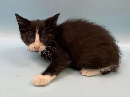 A baby small-sized male Domestic Short Hair cat named Mole for adoption in Woodbury, MN