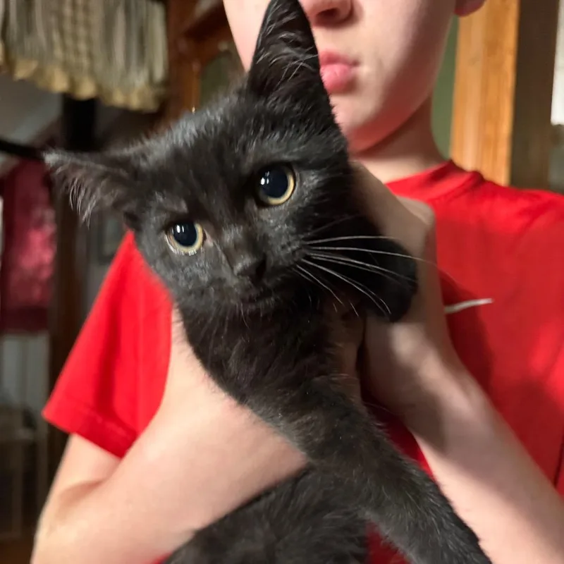A baby small-sized male Domestic Short Hair cat named Marvie for adoption in Lancaster, OH