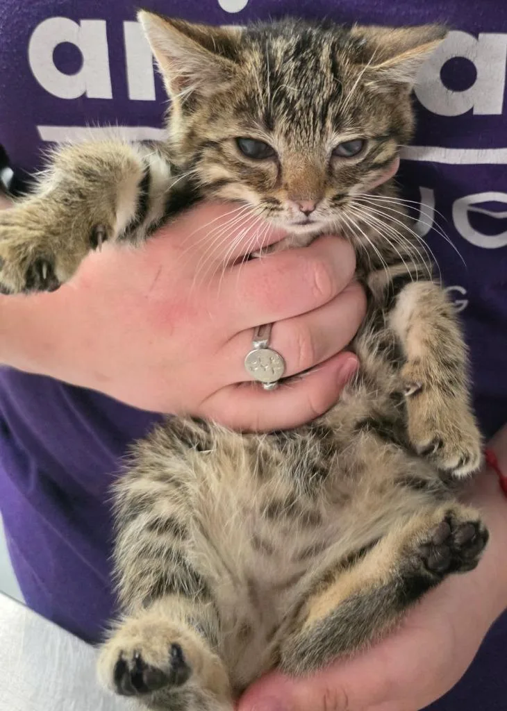 A baby small-sized female Domestic Short Hair cat named Petunia for adoption in Ewing, NJ