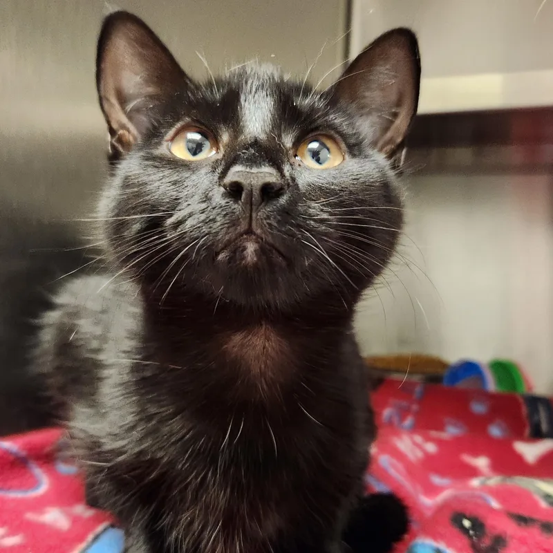 A baby medium-sized female Black Domestic Short Hair cat named Machu for adoption in Liberty, MO