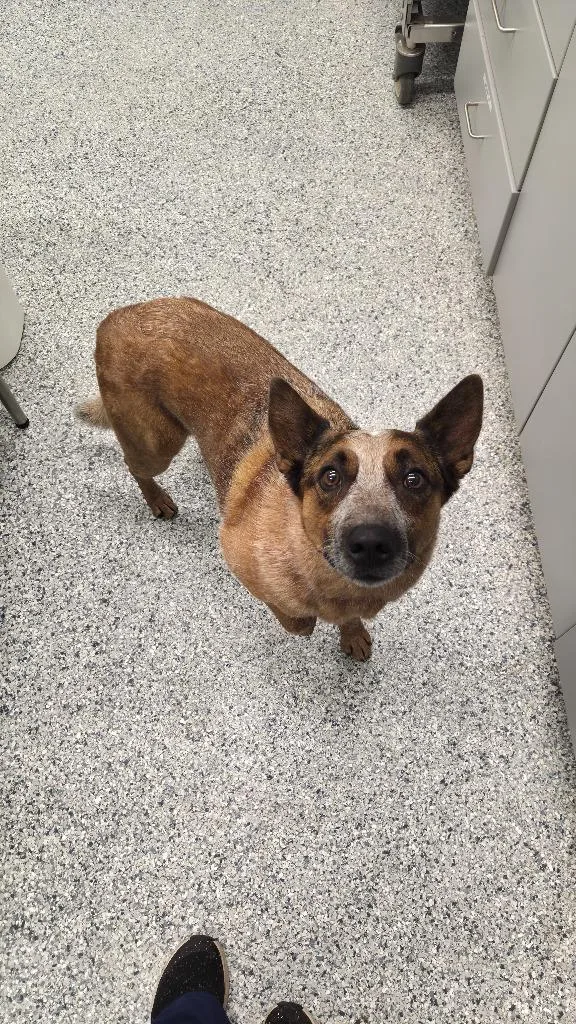 An adult medium-sized male Terrier dog named Bingo for adoption in Athens, TN