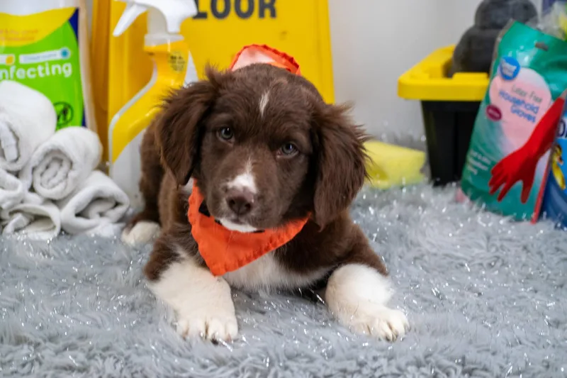 Captain Clean thumbnail 2