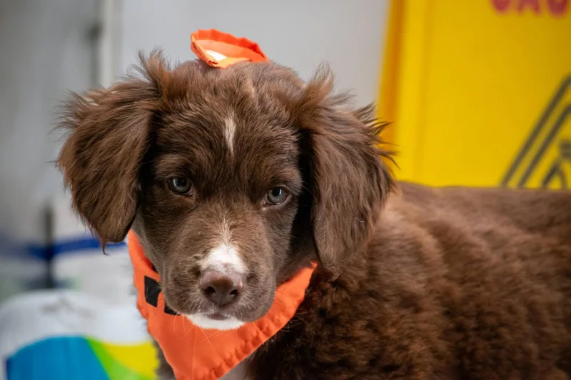 Captain Clean thumbnail 3