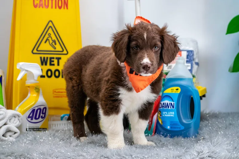 Captain Clean thumbnail 4