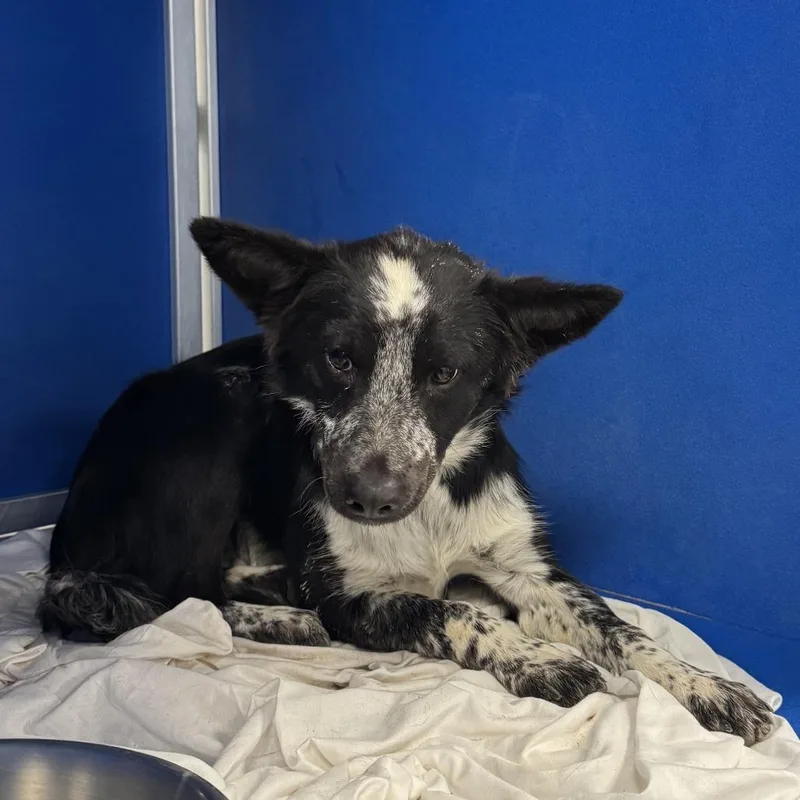 A young medium-sized female Black Mixed Breed dog named 111902 for adoption in Las Cruces, NM