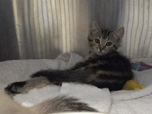A baby small-sized female Domestic Short Hair cat named Charlotte for adoption in Martinez, CA