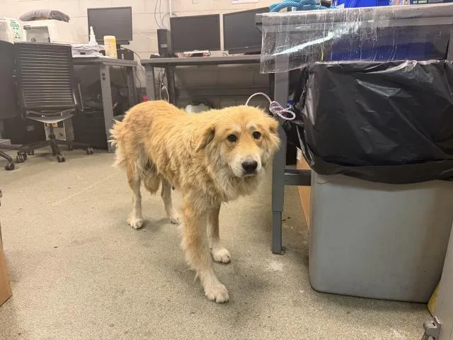 An adult large-sized female Mixed Breed dog named Honey for adoption in Dallas, TX
