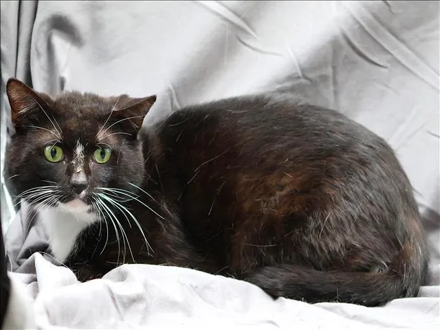 A young large-sized male Domestic Short Hair cat named Binx for adoption in Appling, GA
