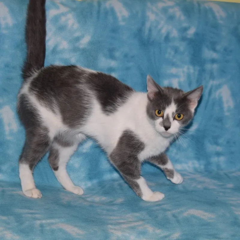 An adult medium-sized female Gray / Blue / Silver Domestic Short Hair cat named Dapple for adoption in Eureka, CA