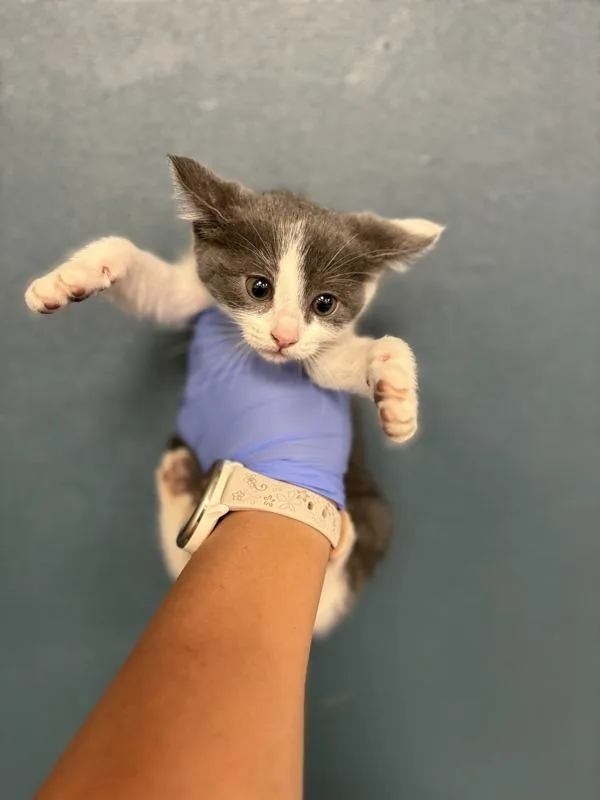 A baby medium-sized female Domestic Short Hair cat named Kiwi for adoption in Victorville, CA