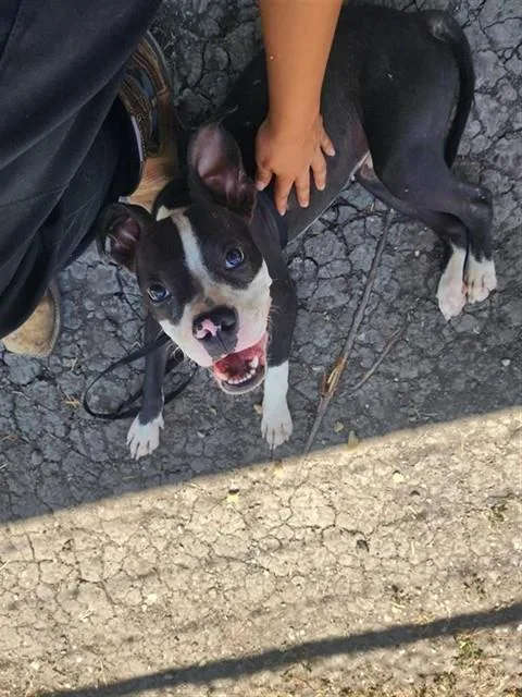 A young medium-sized male Boston Terrier dog named Roger for adoption in Corpus Christi, TX