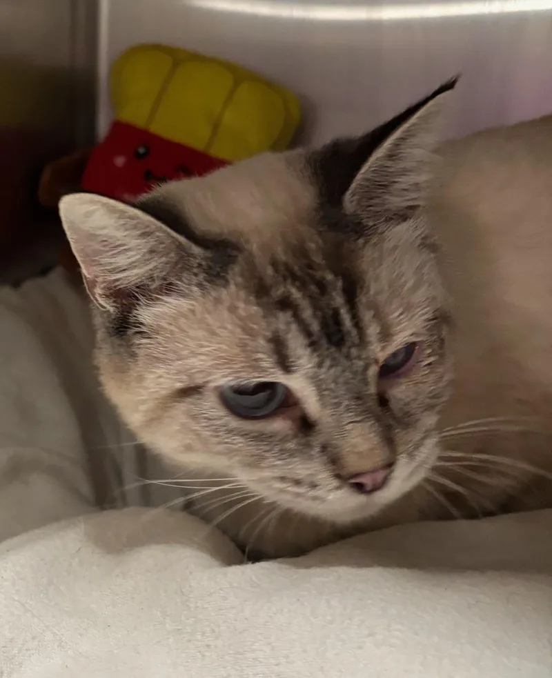 A young medium-sized female Domestic Short Hair cat named Trubell for adoption in Raymond, WA