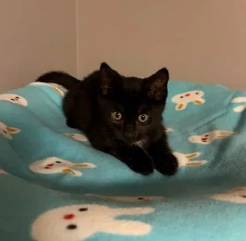 Raspberry Beret thumbnail 3