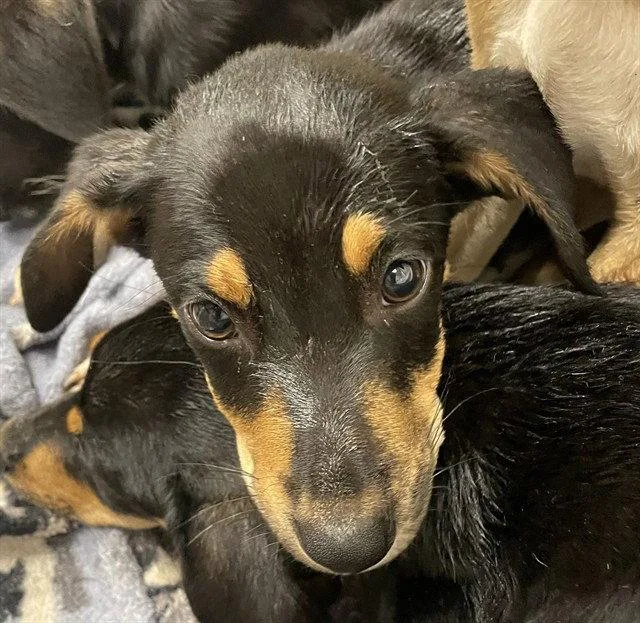 A baby large-sized male Black and Tan Coonhound dog named Collin for adoption in Clyde, NC