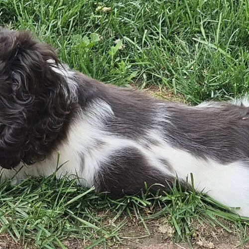 A baby small-sized female Bicolor Cocker Spaniel dog named Flirt M for adoption in Parker, CO