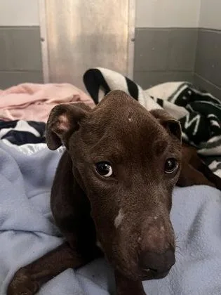 A young medium-sized male Mixed Breed dog named Honey for adoption in Daytona Beach, FL