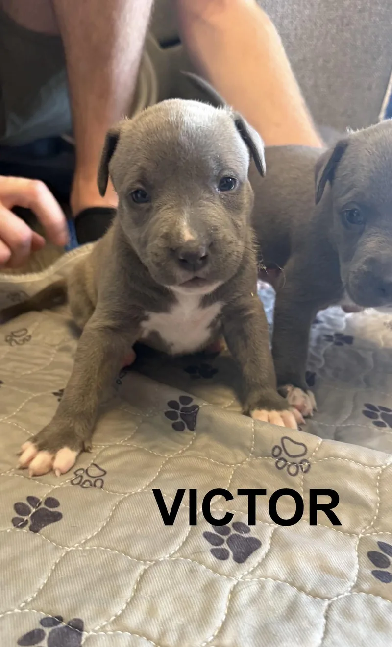 Victor thumbnail 6