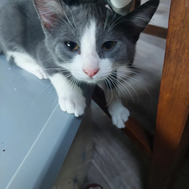 Louie