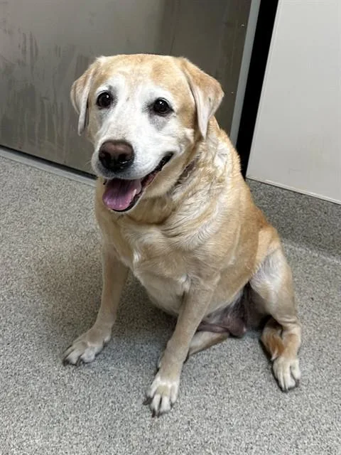 An adult medium-sized female Labrador Retriever dog named Luna for adoption in San Luis Obispo, CA