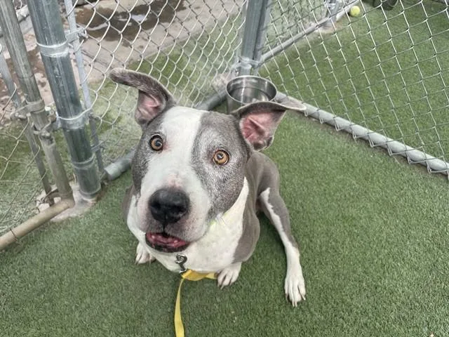 A senior large-sized female Pit Bull Terrier dog named Angel for adoption in Tucson, AZ