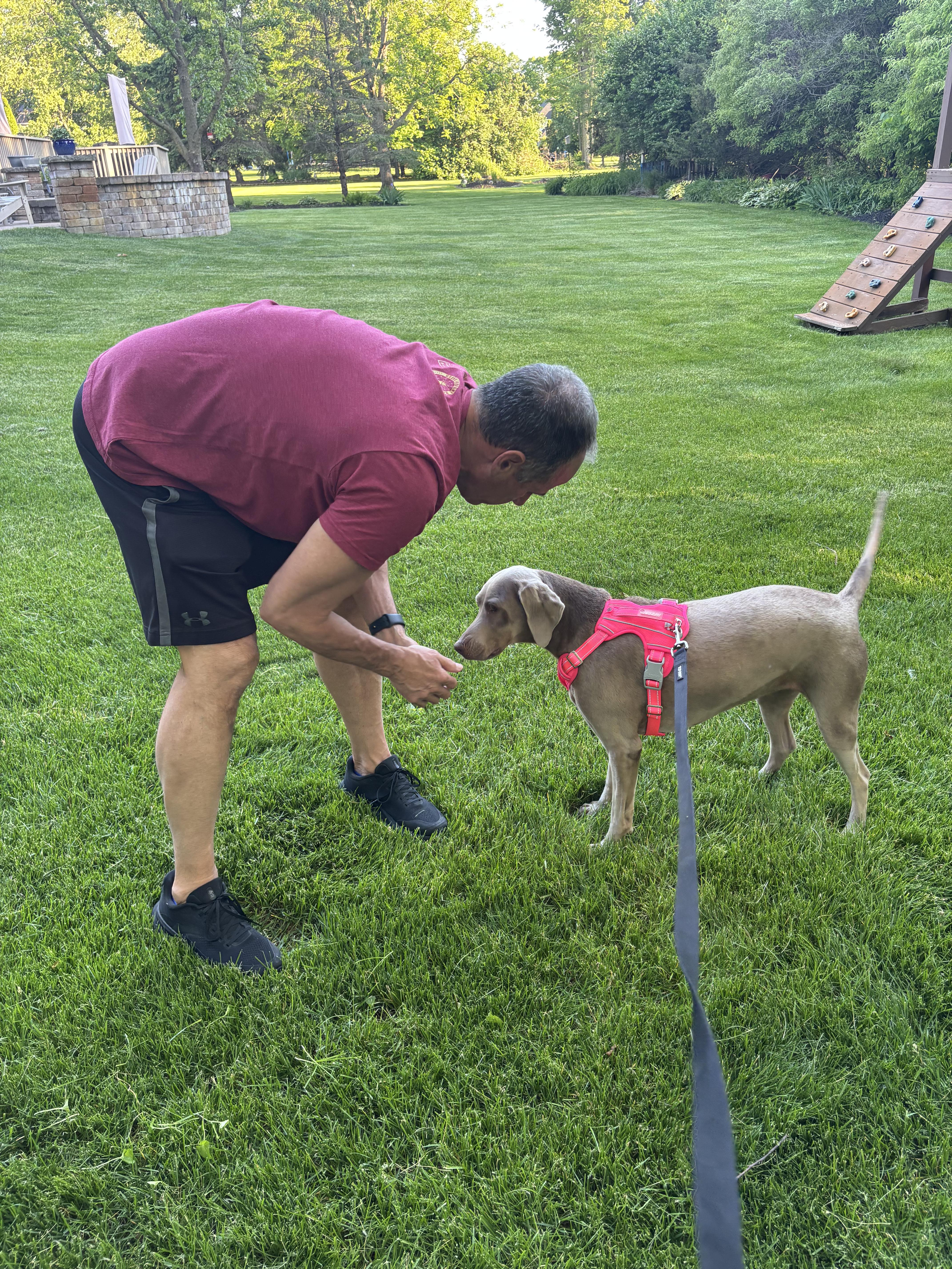 A senior medium-sized female Gray / Blue / Silver Weimaraner dog named Sansa for adoption in Jeffersonville, IN