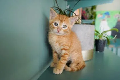 A baby small-sized male Domestic Short Hair cat named Ravenclaw for adoption in San Antonio, TX