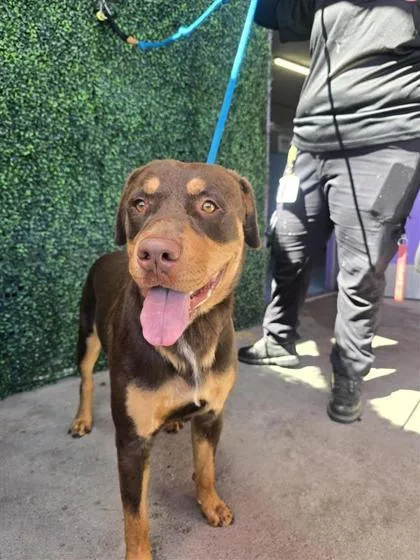 A young large-sized male Brown / Chocolate Mixed Breed dog named 61397853 for adoption in El Paso, TX