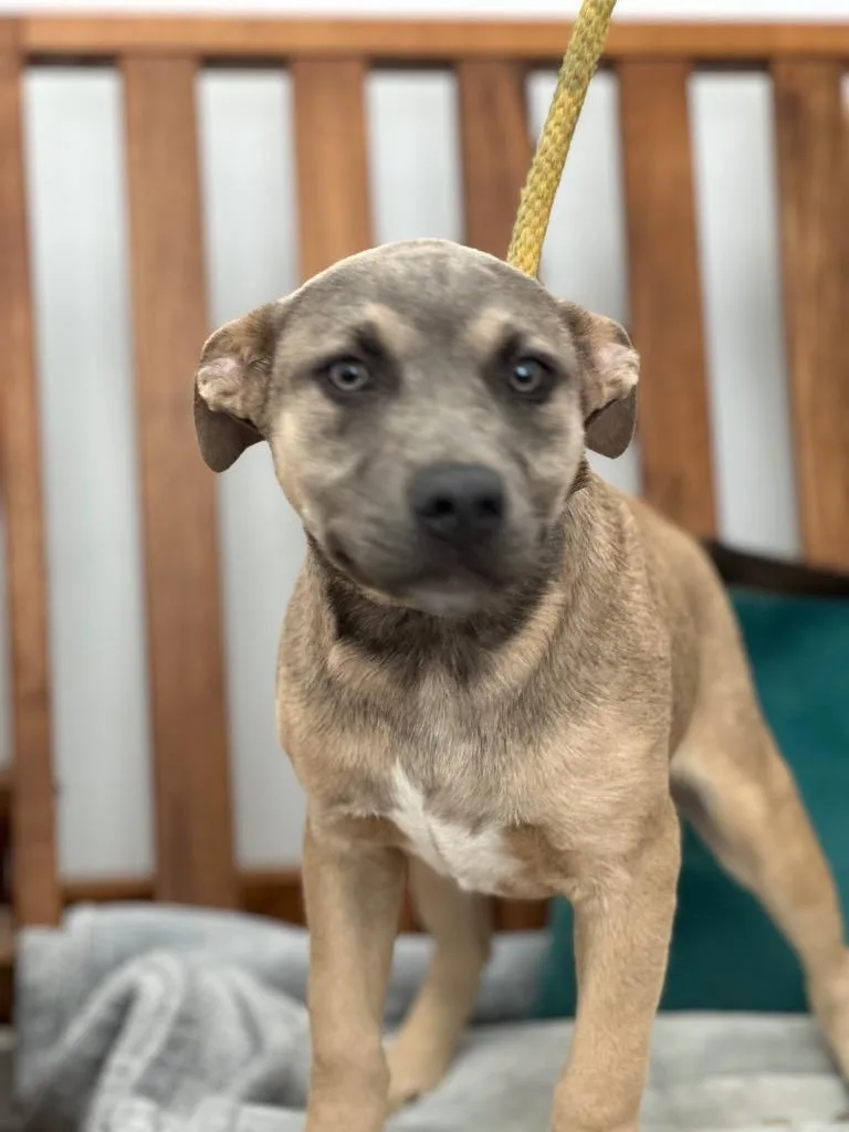 A baby medium-sized female Mixed Breed dog named Bonnie for adoption in Cambridge, MD