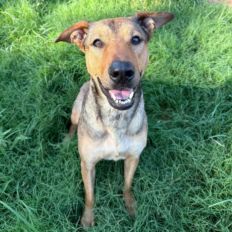 An adult medium-sized female Brown / Chocolate Shepherd dog named Ashton for adoption in Stillwater, OK
