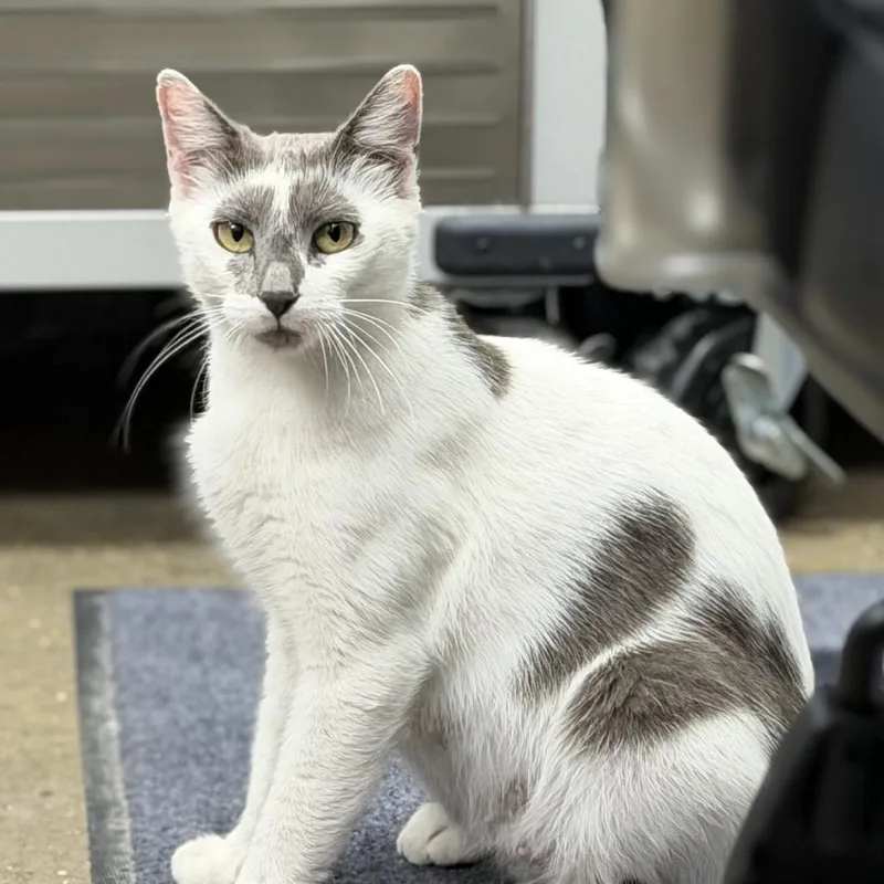 An adult medium-sized female Domestic Short Hair cat named Angel for adoption in Midland, TX