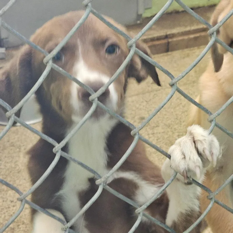 A baby medium-sized female Brown / Chocolate Shepherd dog named Whitney for adoption in Newfoundland, NJ