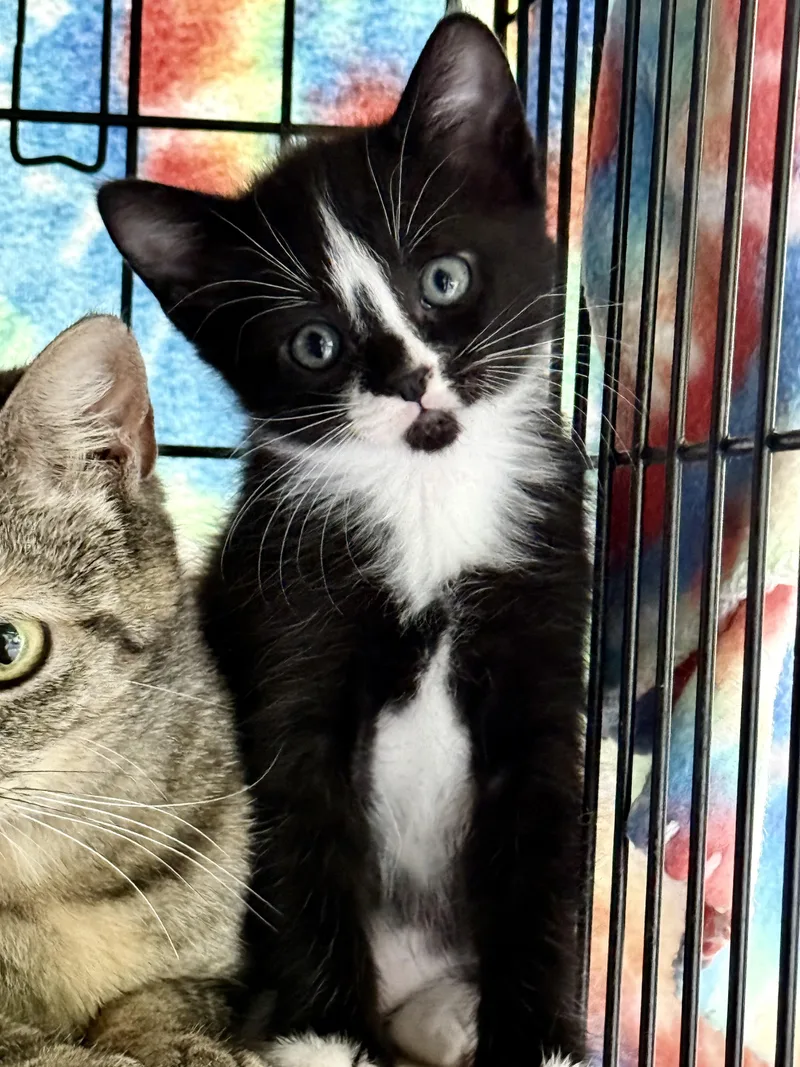A baby small-sized male Black & White / Tuxedo Domestic Short Hair cat named Tennessee Whiskers for adoption in Johnson City, TN