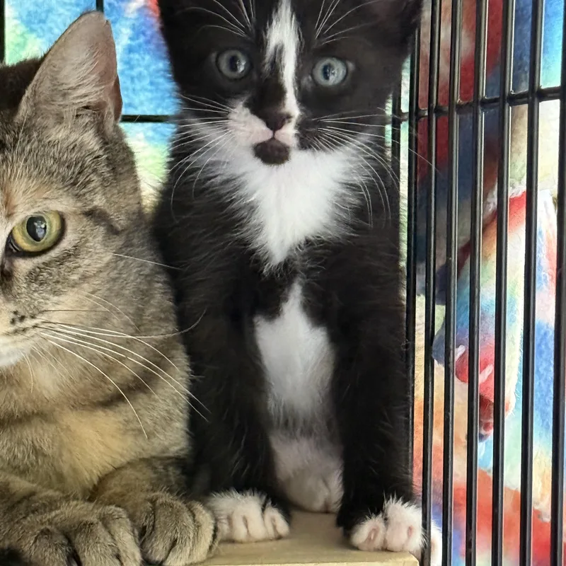 Tennessee Whiskers thumbnail 2