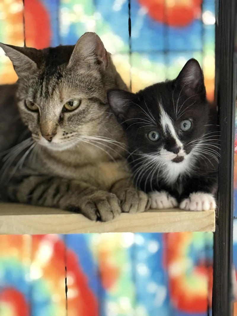 Tennessee Whiskers thumbnail 3