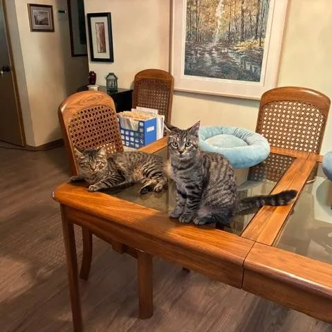 A baby medium-sized female Domestic Medium Hair cat named Scribbles for adoption in Puyallup, WA